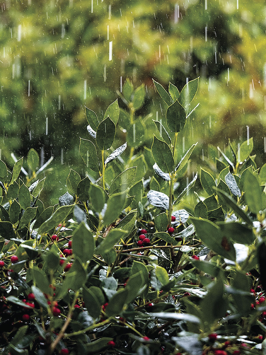 Rainfall